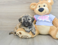 7 week old Teddy Bear Puppy For Sale - Windy City Pups