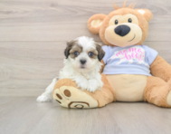 7 week old Teddy Bear Puppy For Sale - Windy City Pups