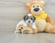 8 week old Teddy Bear Puppy For Sale - Windy City Pups