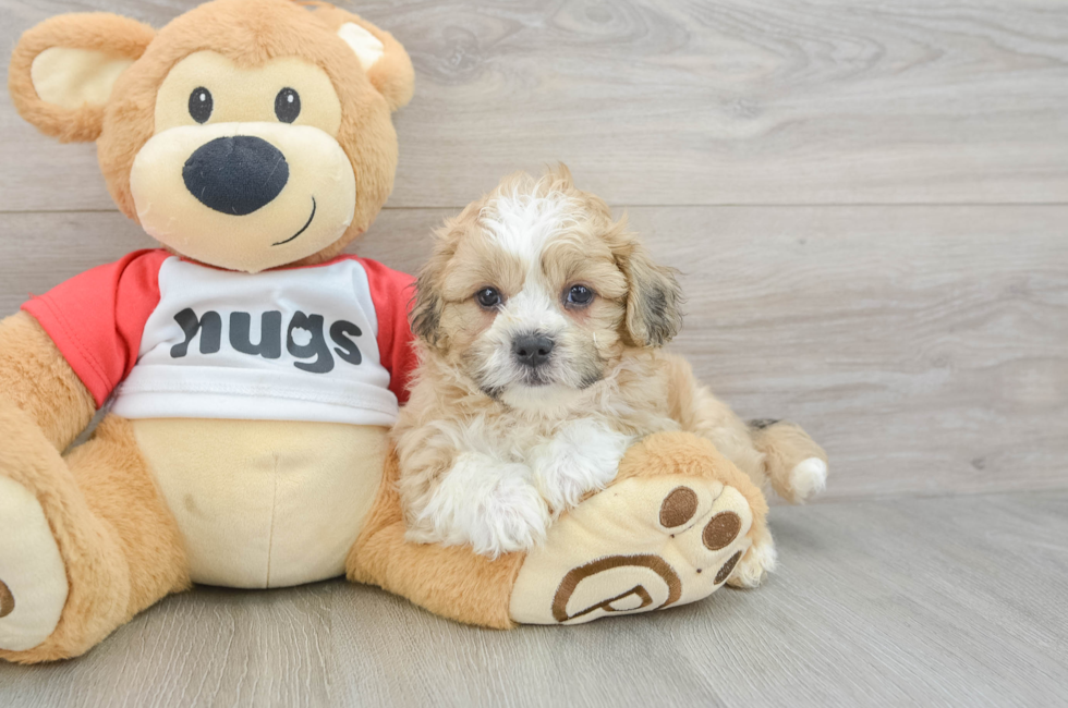 6 week old Teddy Bear Puppy For Sale - Windy City Pups