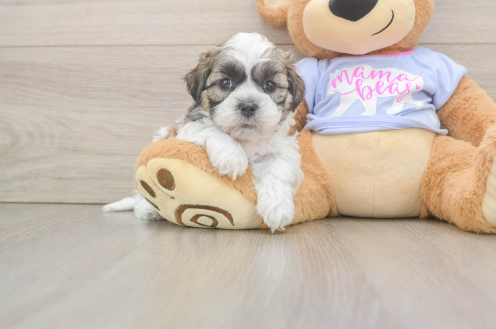 5 week old Teddy Bear Puppy For Sale - Windy City Pups