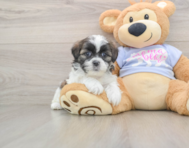 6 week old Teddy Bear Puppy For Sale - Windy City Pups
