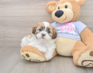 5 week old Teddy Bear Puppy For Sale - Windy City Pups