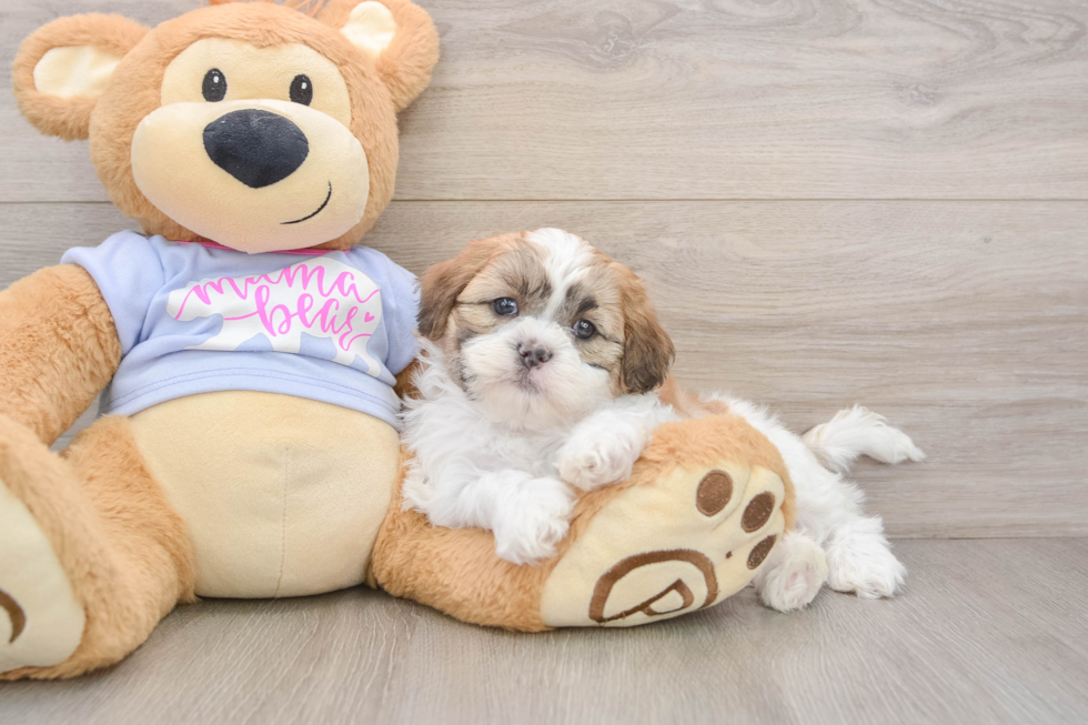 Teddy Bear Pup Being Cute