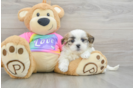 Fluffy Teddy Bear Designer Pup