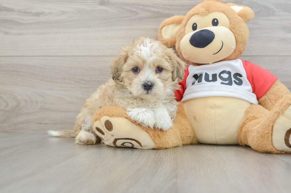 6 week old Teddy Bear Puppy For Sale - Windy City Pups