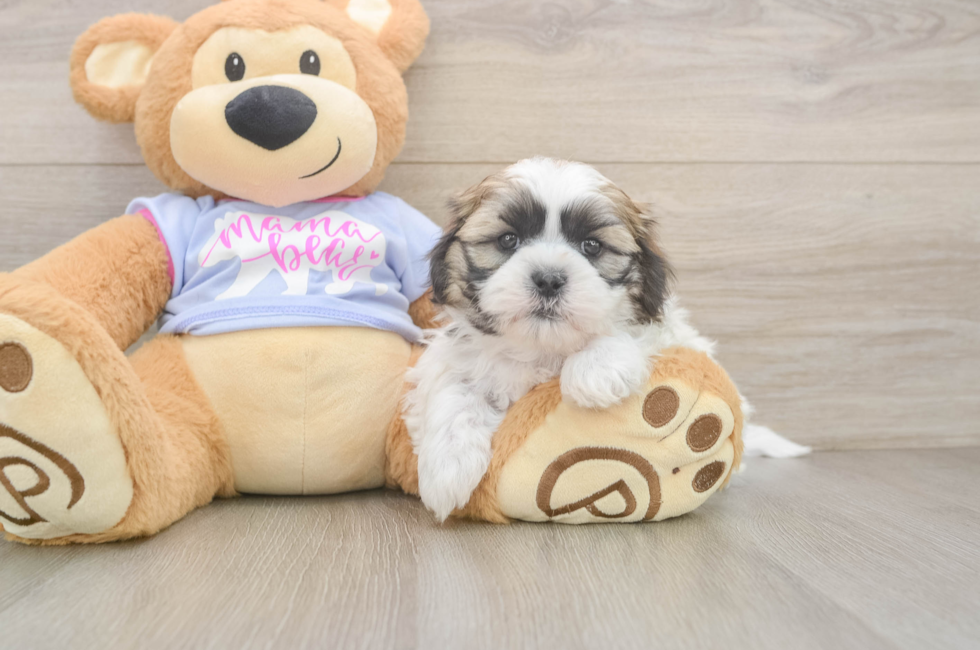 5 week old Teddy Bear Puppy For Sale - Windy City Pups