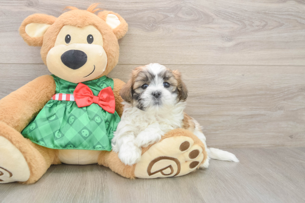 Teddy Bear Puppy for Adoption