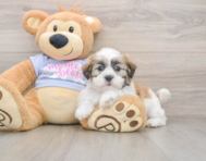 5 week old Teddy Bear Puppy For Sale - Windy City Pups