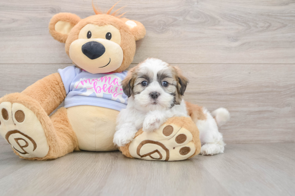 Adorable Shit Designer Puppy