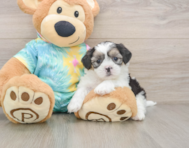 6 week old Teddy Bear Puppy For Sale - Windy City Pups