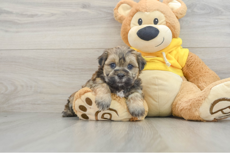 Teddy Bear Puppy for Adoption