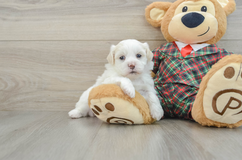 5 week old Teddy Bear Puppy For Sale - Windy City Pups