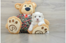 Popular Teddy Bear Designer Pup