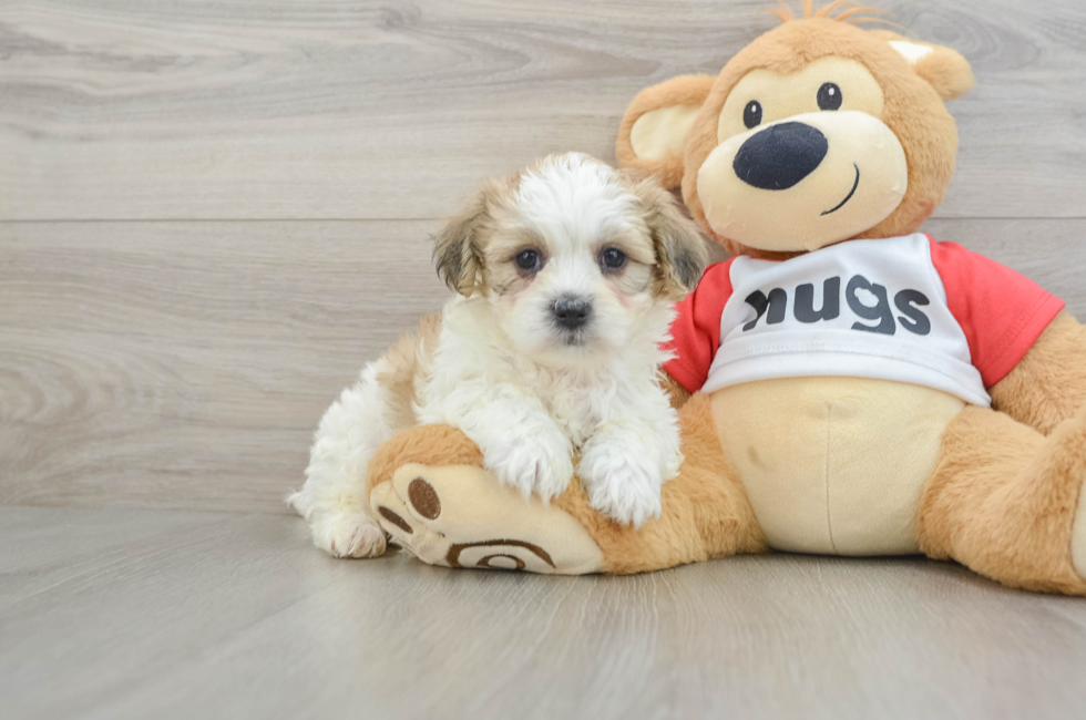 6 week old Teddy Bear Puppy For Sale - Windy City Pups