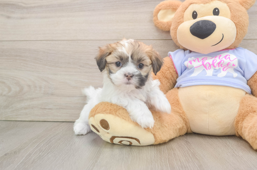 5 week old Teddy Bear Puppy For Sale - Windy City Pups