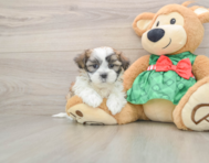 6 week old Teddy Bear Puppy For Sale - Windy City Pups