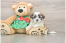 Fluffy Teddy Bear Designer Pup