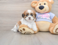 5 week old Teddy Bear Puppy For Sale - Windy City Pups