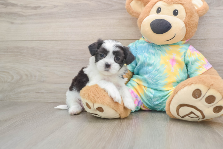 Fluffy Teddy Bear Designer Pup