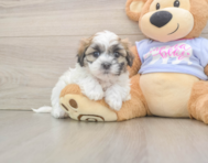 5 week old Teddy Bear Puppy For Sale - Windy City Pups