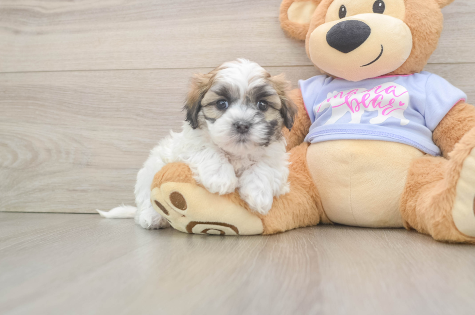 5 week old Teddy Bear Puppy For Sale - Windy City Pups