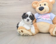 7 week old Teddy Bear Puppy For Sale - Windy City Pups
