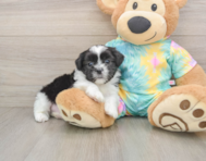 6 week old Teddy Bear Puppy For Sale - Windy City Pups