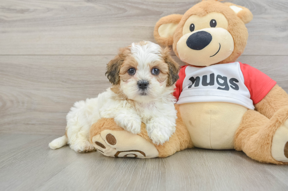 6 week old Teddy Bear Puppy For Sale - Windy City Pups