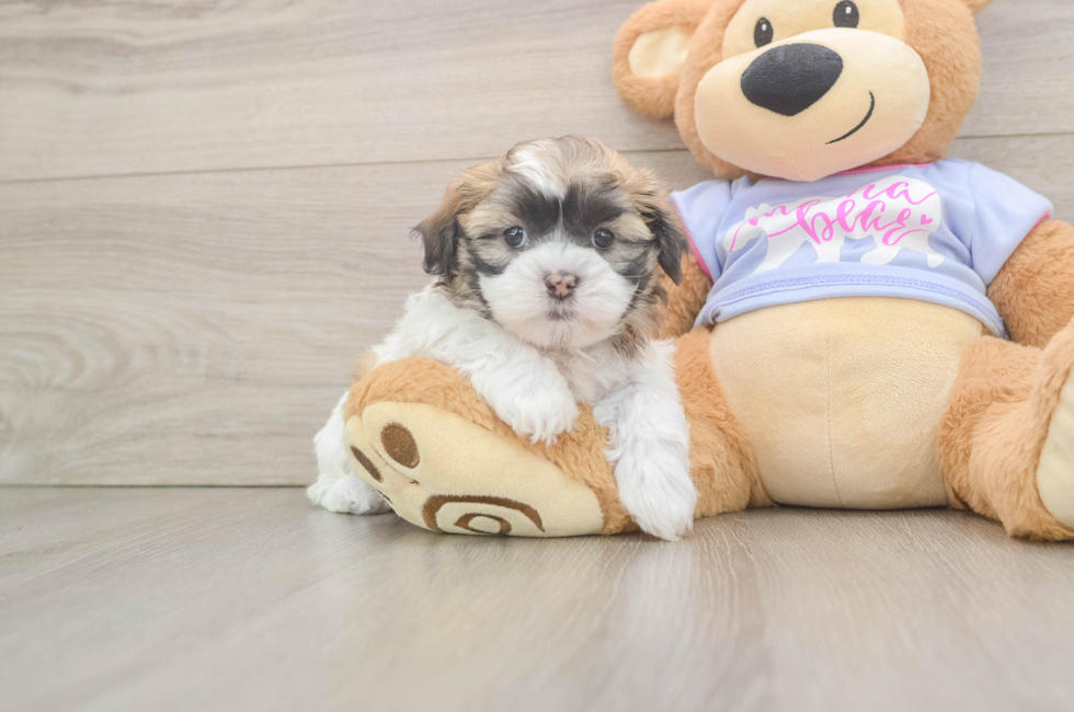 5 week old Teddy Bear Puppy For Sale - Windy City Pups