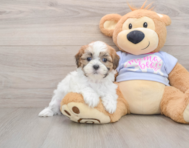 5 week old Teddy Bear Puppy For Sale - Windy City Pups