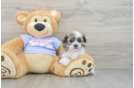 Teddy Bear Puppy for Adoption