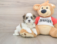 8 week old Teddy Bear Puppy For Sale - Windy City Pups