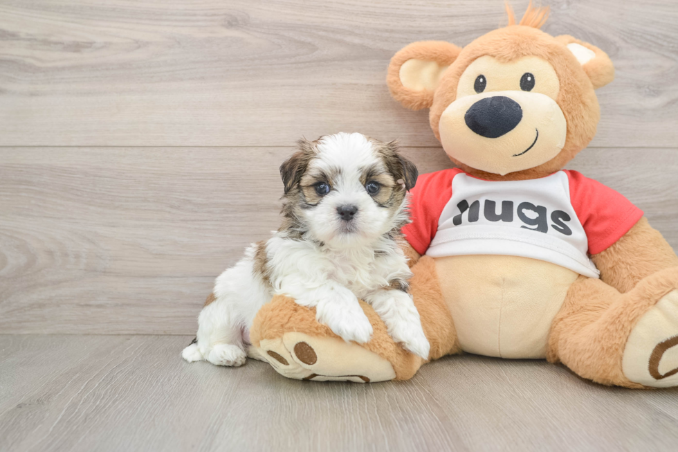 Best Teddy Bear Baby