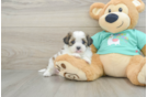 Funny Teddy Bear Designer Pup