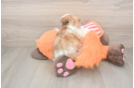 Cute Teddy Bear Baby