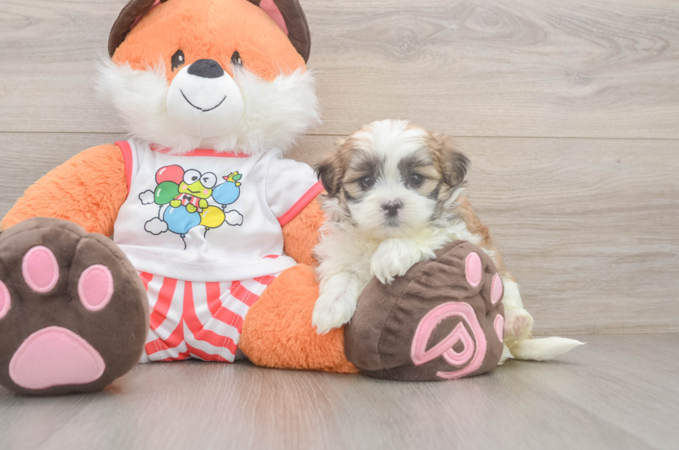 5 week old Teddy Bear Puppy For Sale - Windy City Pups