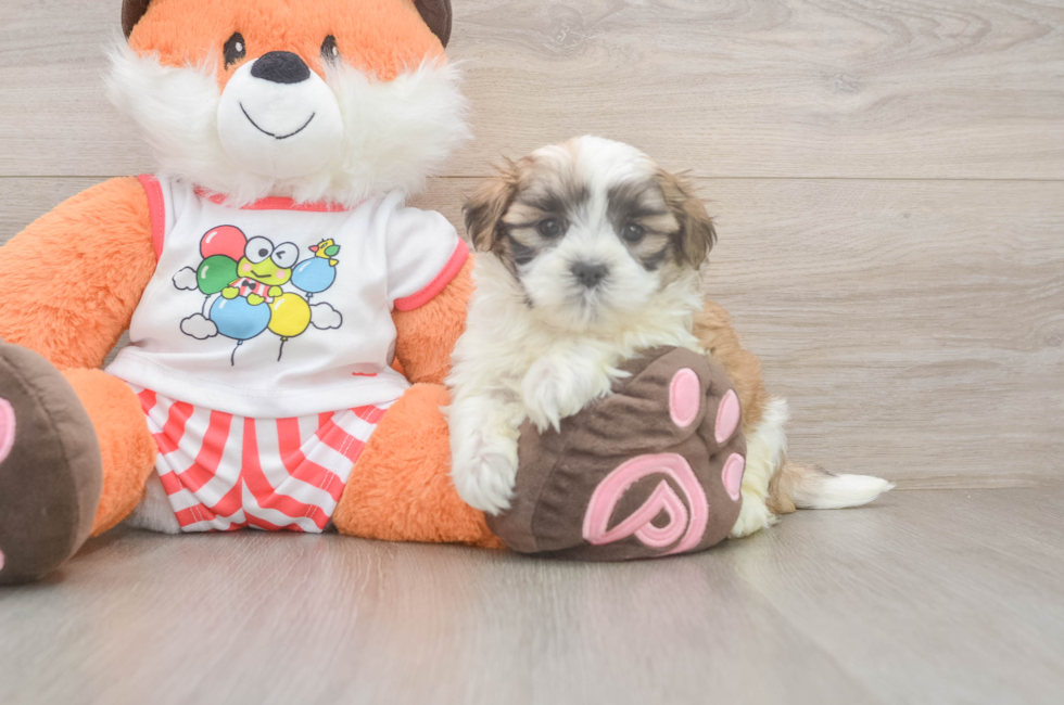5 week old Teddy Bear Puppy For Sale - Windy City Pups