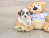 6 week old Teddy Bear Puppy For Sale - Windy City Pups