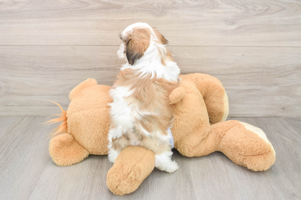 Smart Teddy Bear Designer Pup