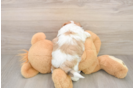 Best Teddy Bear Baby