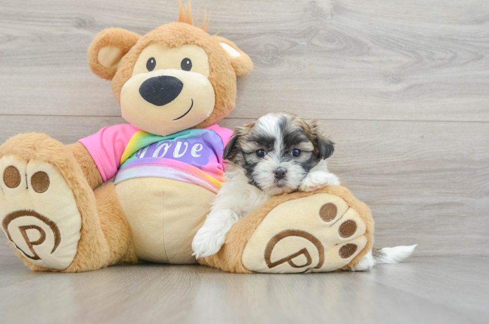 7 week old Teddy Bear Puppy For Sale - Windy City Pups