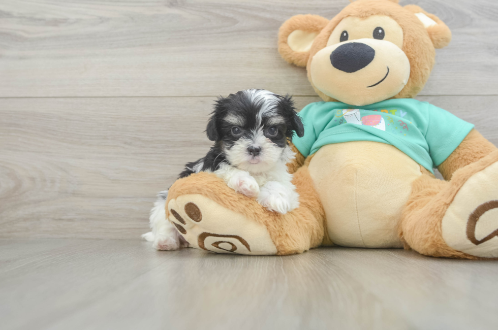 6 week old Teddy Bear Puppy For Sale - Windy City Pups