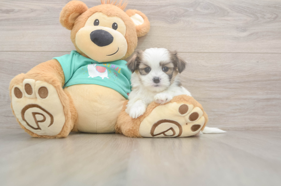 5 week old Teddy Bear Puppy For Sale - Windy City Pups