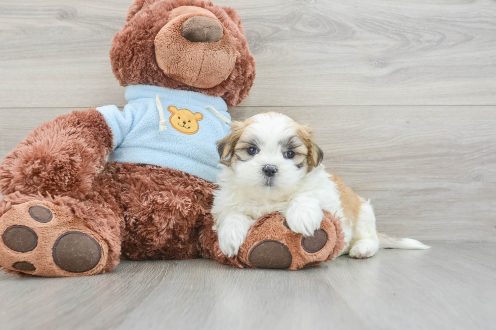 Teddy Bear Puppy for Adoption