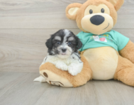 7 week old Teddy Bear Puppy For Sale - Windy City Pups