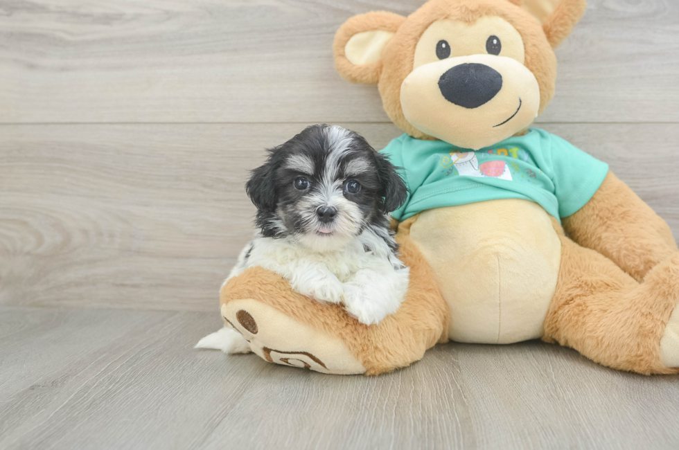 6 week old Teddy Bear Puppy For Sale - Windy City Pups