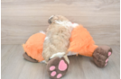 Teddy Bear Pup Being Cute