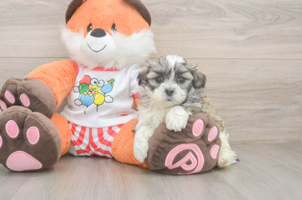 5 week old Teddy Bear Puppy For Sale - Windy City Pups