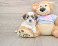 6 week old Teddy Bear Puppy For Sale - Windy City Pups